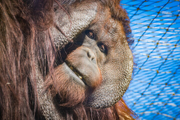 Bornean orangutan (Pongo pygmaeus © Alberto Giron 