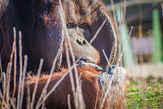Bornean orangutan (Pongo pygmaeus