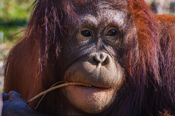 Bornean orangutan (Pongo pygmaeus © Alberto Giron 