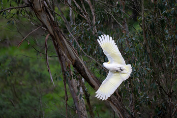 Sulphur-crested Cockatoo Banking in Flight Through Eucalyptus Forest © Tong