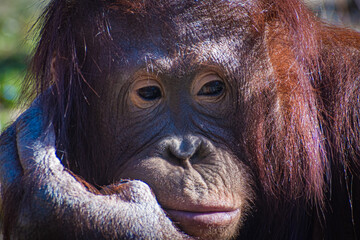 Bornean orangutan (Pongo pygmaeus © Alberto Giron 