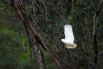 Sulphur-crested Cockatoo Flying with Wings Fully Extended © Tong