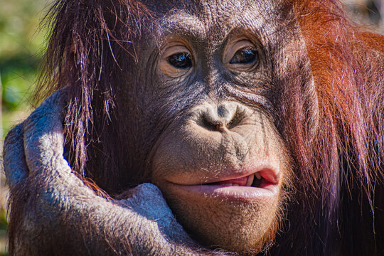 Bornean orangutan (Pongo pygmaeus
