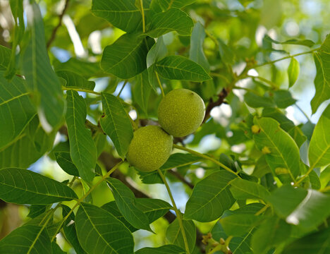 Walnut tree branch with green unripe nuts and foliage. Natural botanical close-up of Juglans regia for agriculture and nature use.