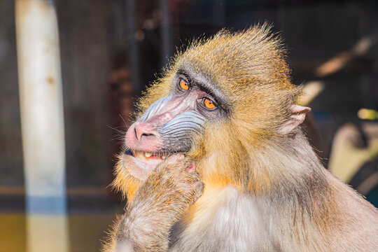 mandrill (Mandrillus sphinx)