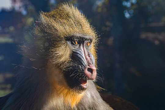 mandrill (Mandrillus sphinx)