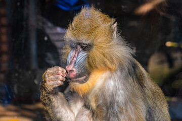mandrill (Mandrillus sphinx) © Alberto Giron 