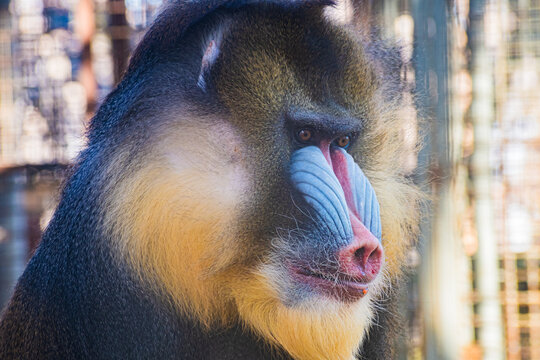 mandrill (Mandrillus sphinx)