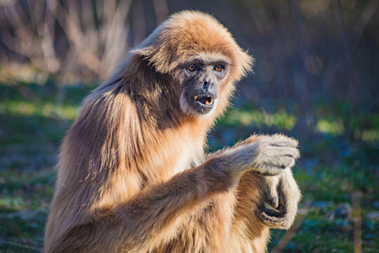  lar gibbon (Hylobates lar)