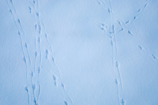 Textured background of fresh white snow with clear bird footprints. The cool blue winter tone and soft natural lighting highlight small details of the tracks on the snowy surface.