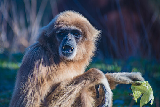  lar gibbon (Hylobates lar)