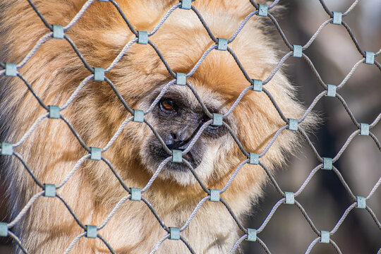  lar gibbon (Hylobates lar)