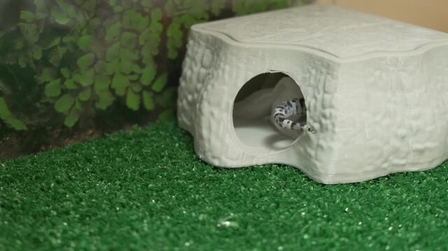 Small gecko crawling backward into ceramic hide inside terrarium habitat, spotted body and banded tail crossing green turf while tail, hind legs and patterned scales remain visible near leafy backdrop