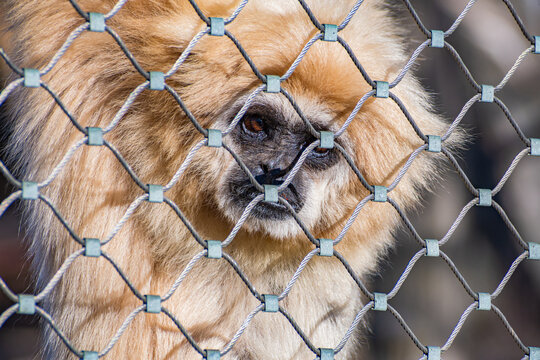  lar gibbon (Hylobates lar)