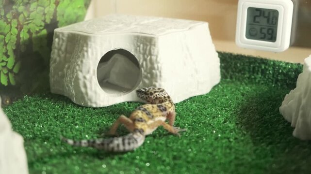 Pet gecko reptile crawling through terrarium enclosure beside white hide box on green substrate, showing natural movement and shelter use in captive habitat with warm indoor lighting and care setup