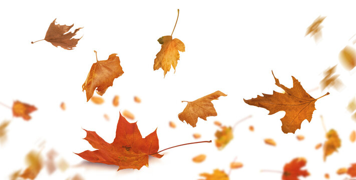 Collection of colorful autumn leaves isolated on transparent background