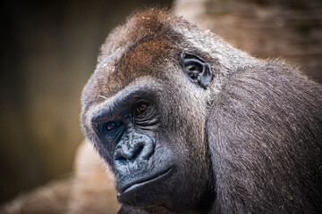 Naklejka premium western lowland gorilla (Gorilla gorilla gorilla)