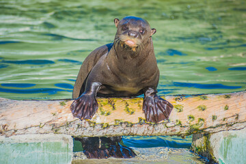 Fototapeta premium giant otter or giant river otter (Pteronura brasiliensis)