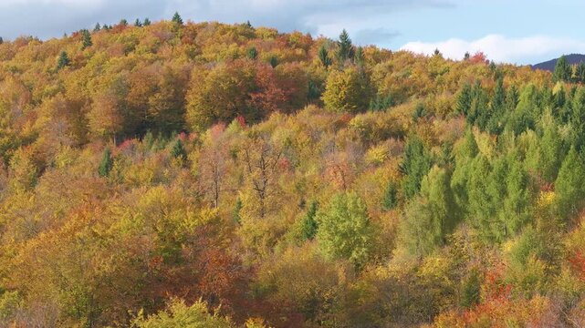 AERIAL: Broad autumn woodland stretches over the hills, where warm yellow, orange and green foliage form a layered natural mosaic. Tall green conifers peek through crowns of colourful deciduous trees.