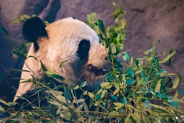 giant panda (Ailuropoda melanoleuca) © Alberto Giron 