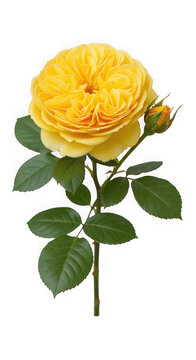 Beautiful yellow rose with green leaves
