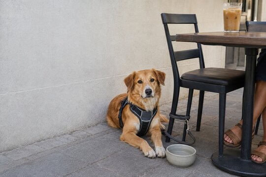Small dog sitting beside fresh water in a shaded patio corner