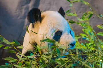 giant panda (Ailuropoda melanoleuca) © Alberto Giron 