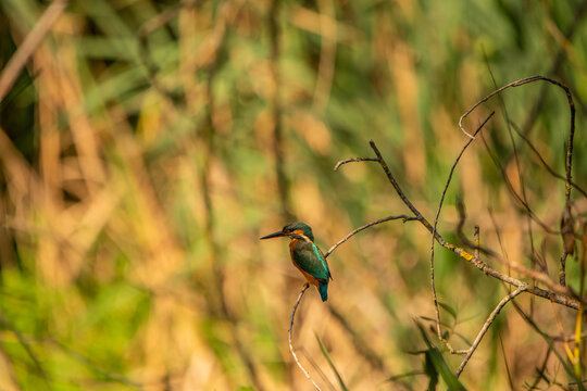 Common Kingfisher (Alcedo atthis) in Its Natural Habitat &ndash; Camouflaged on Branches and Shrubs
