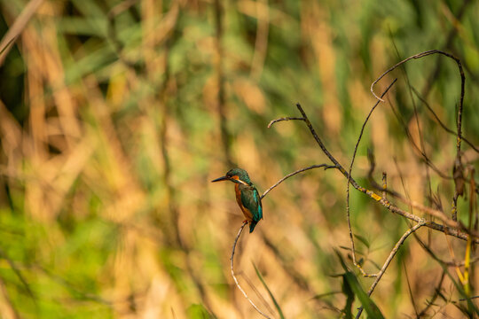 Common Kingfisher (Alcedo atthis) in Its Natural Habitat &ndash; Camouflaged on Branches and Shrubs