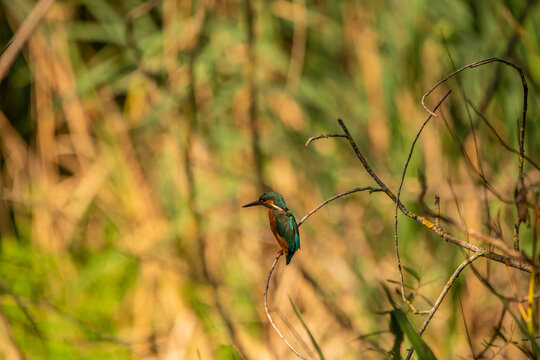Common Kingfisher (Alcedo atthis) in Its Natural Habitat &ndash; Camouflaged on Branches and Shrubs