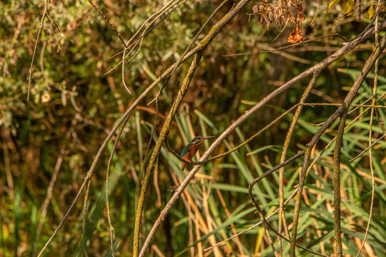 Common Kingfisher (Alcedo atthis) in Its Natural Habitat &ndash; Camouflaged on Branches and Shrubs