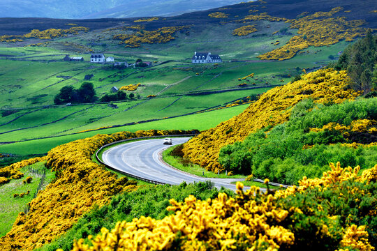 A9 main trunk road climbs 2 miles north of Helmsdale, Sutherland on Scotlands N.E. coast. Looking south over early summer yellow gorse and farmland
