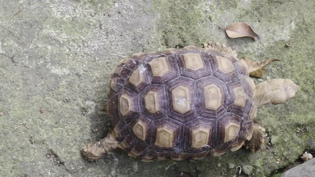 Small sulcata tortoise walking on mossy concrete ground