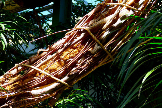 Intreccio botanico: struttura in bamb&ugrave;, fibre vegetali e paglia
