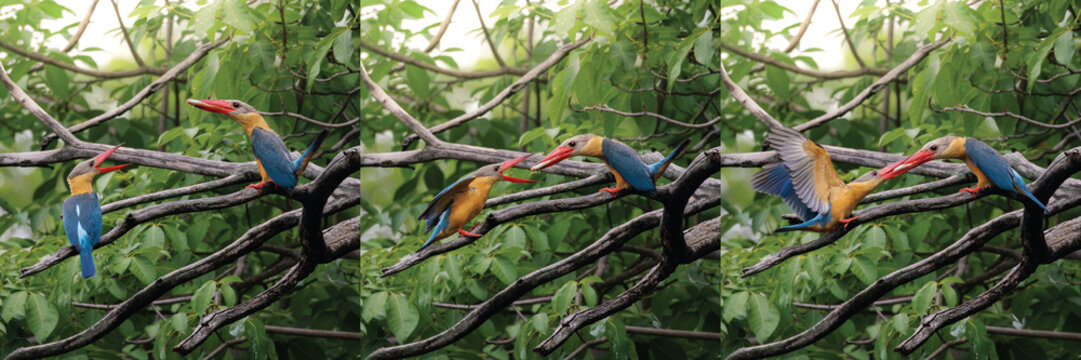 Three-image sequence of a male Stork-billed Kingfisher offering a gift to a female, 3-frame sequence of bird courtship behavior, triptych sequence of kingfishers bonding, intimate wildlife moment