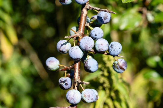 Schlehdorn Prunus Spinosa im Alten Land bei Hamburg