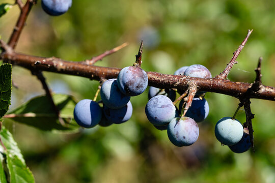 Schlehdorn Prunus Spinosa im Alten Land bei Hamburg