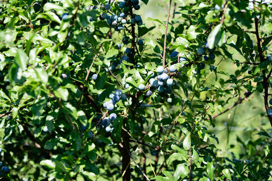 Schlehdorn Prunus Spinosa im Alten Land bei Hamburg