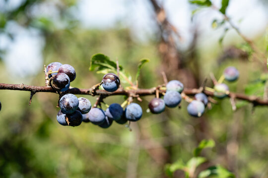 Schlehdorn Prunus Spinosa im Alten Land bei Hamburg