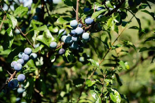Schlehdorn Prunus Spinosa im Alten Land bei Hamburg
