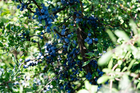 Schlehdorn Prunus Spinosa im Alten Land bei Hamburg