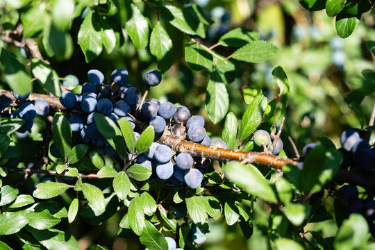 Schlehdorn Prunus Spinosa im Alten Land bei Hamburg