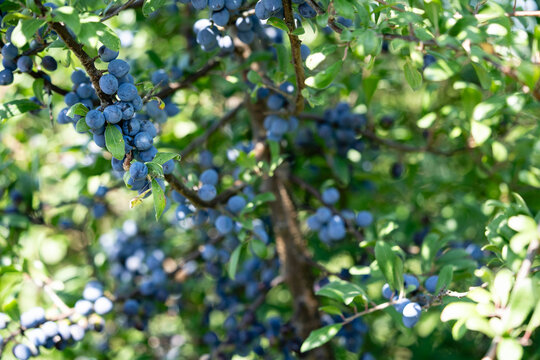 Schlehdorn Prunus Spinosa im Alten Land bei Hamburg