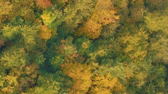 AERIAL TOP DOWN: Glowing autumn colors in mixed forest where deciduous crowns in yellow and orange blend with darker conifers. Vibrant textured pattern across a hilly landscape during seasonal change.