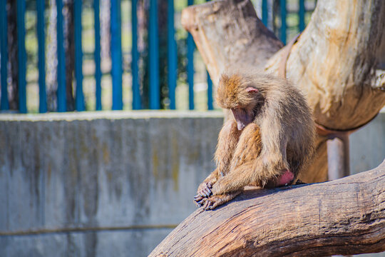 yellow baboon (Papio cynocephalus)