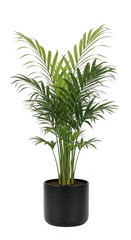 Fototapeta premium Green palm plant in black pot