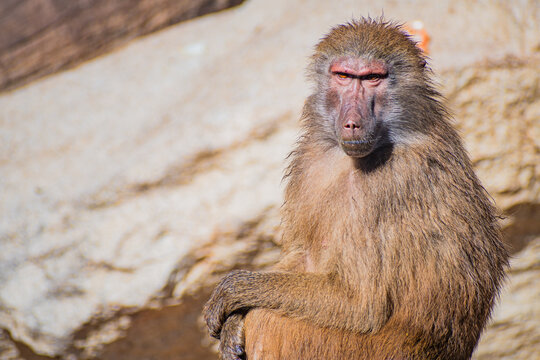 yellow baboon (Papio cynocephalus)