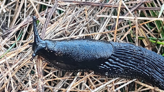 Close-up macro photograph of a black slug with striking blue iridescent markings crawling across dry grass and natural vegetation, highlighting the unique texture and appearance of this terrestrial mo