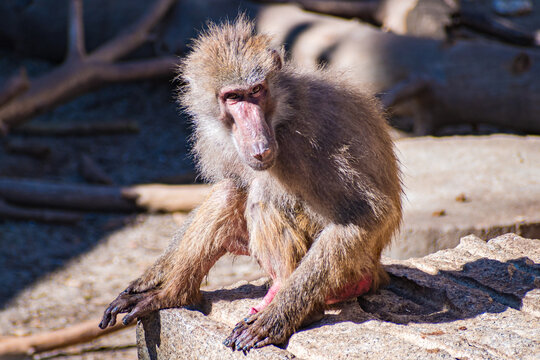 yellow baboon (Papio cynocephalus)