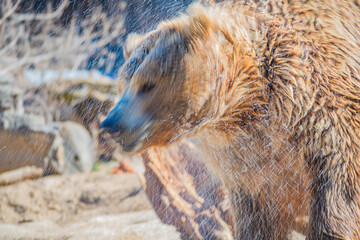 Fototapeta premium brown bear (Ursus arctos)